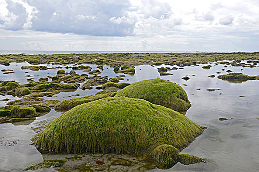 石头,繁茂,藻类,泥滩,布列塔尼半岛,法国,欧洲