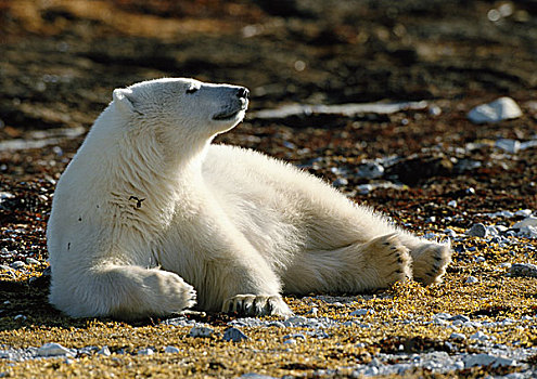 北极熊,卧,太阳,加拿大