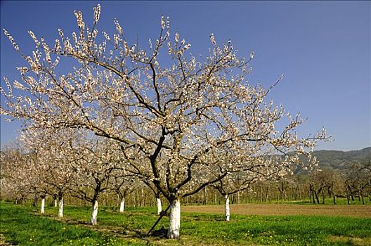杏,树,樱桃属,开花,瓦绍,最大,区域,下奥地利州,奥地利,欧洲