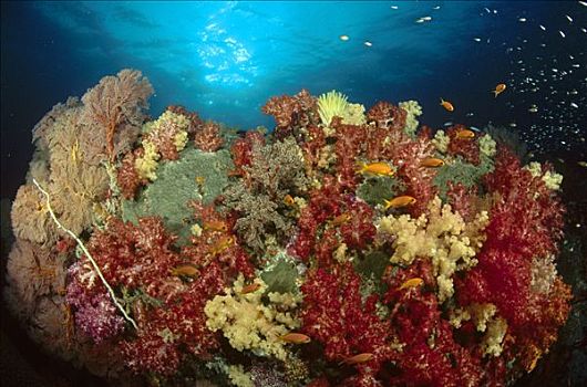 漂石,遮盖,柳珊瑚目,红色,黄色,软珊瑚,苏梅岛,安达曼海,泰国