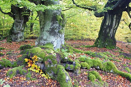 老,山毛榉树,德国