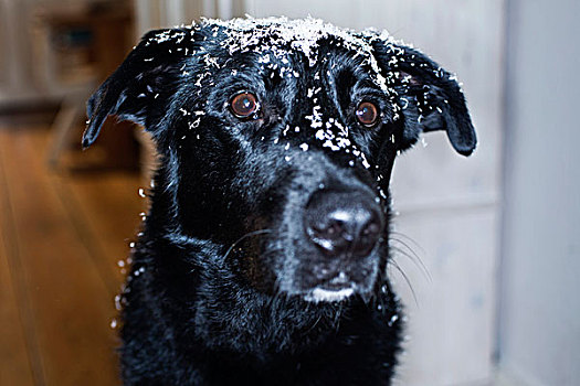 狗,遮盖,雪