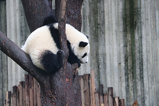 五个月的熊猫