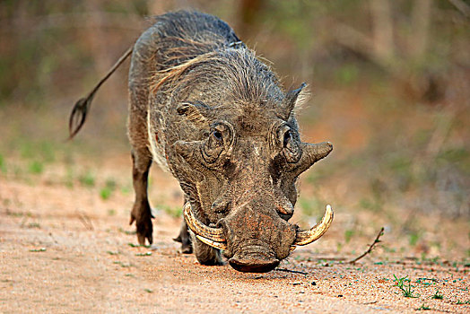 疣猪,成年,喂食,觅食,克鲁格国家公园,南非,非洲