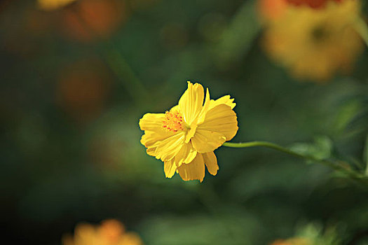 黄波斯菊,硫华菊