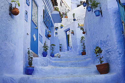 台阶,房子,舍夫沙万,摩洛哥