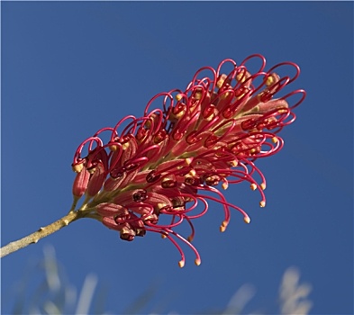 红花,银桦属,澳大利亚,植物