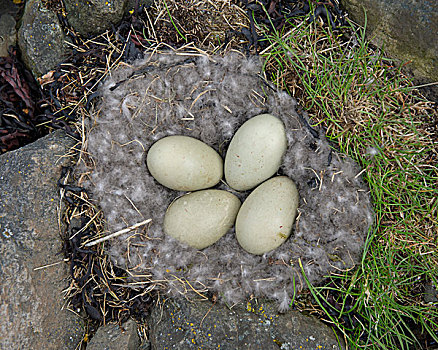 蛋,绒鸭,鸟窝,凫绒被,西部,岛屿