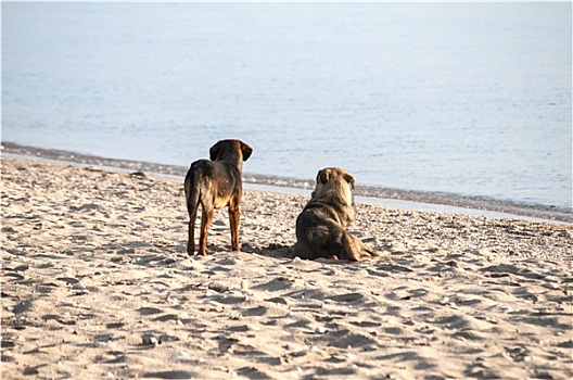 两只,狗,沙滩,海滩