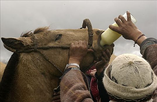 牛仔,给,医疗,马,乘,庄园,牛,圈拢,靠近,安迪斯山脉,厄瓜多尔