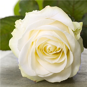 美女,白色蔷薇