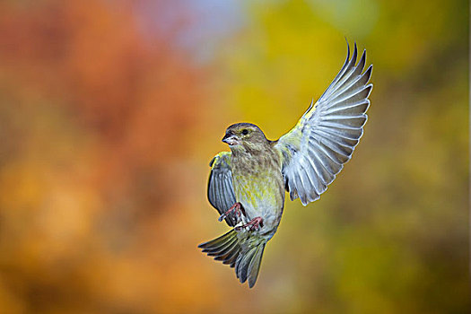 金翅雀,飞行,秋天,图林根州,德国,欧洲