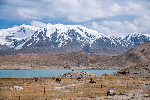 新疆帕米尔高原葱岭上的喀拉库勒湖边的牛羊群