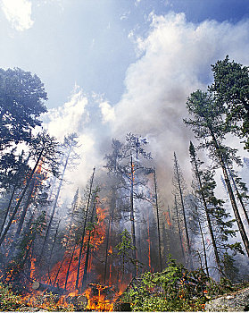 森林火灾,艾伯塔省,加拿大