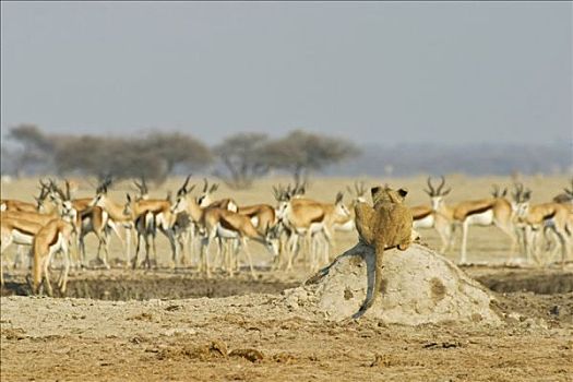 雌狮,狮子,山,牧群,跳羚,博茨瓦纳,非洲