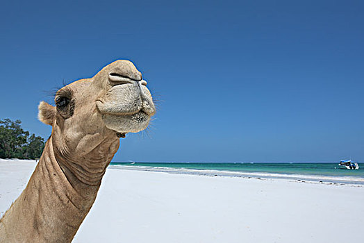 单峰骆驼,阿拉伯骆驼,头像,海滩,印度洋,蒙巴萨,肯尼亚,非洲
