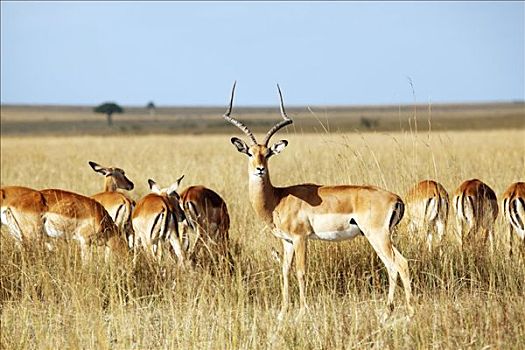 牧群,黑斑羚,放牧,马赛马拉国家保护区,肯尼亚