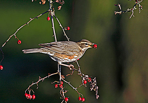 红翼柬鸟,成年,山楂,浆果,斯坦福德郡,英格兰,英国,欧洲