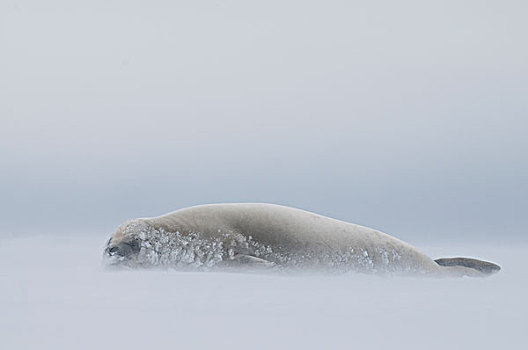 食蝦海豹,食蟹海豹,暴风雪,睡觉,迅速,冰,声音,威德尔海,南极