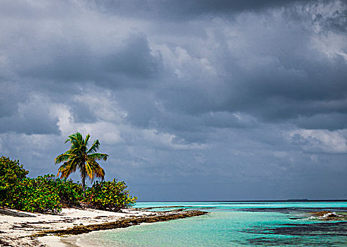 热带岛屿,棕榈树,环礁,马尔代夫,印度洋,亚洲的