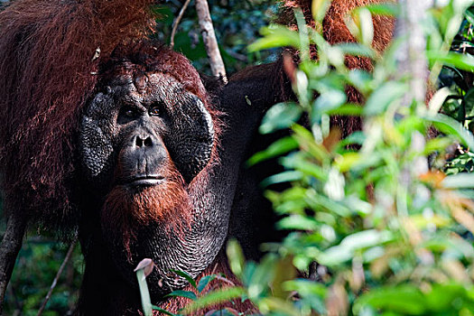 猩猩,黑猩猩,檀中埠廷国立公园,婆罗洲,马来西亚,印度尼西亚