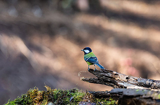 生性活泼分布广泛的绿背山雀鸟