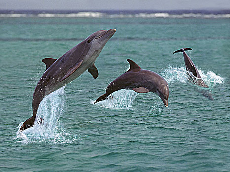宽吻海豚,群,跳跃,室外,水,洪都拉斯