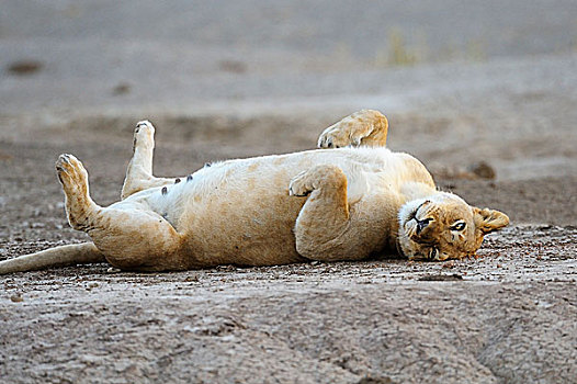 雌狮,狮子,躺着,背影,赞比西河下游国家公园,赞比亚,非洲