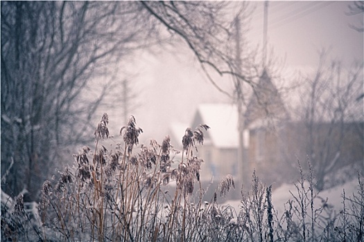 雪,冬天,白俄罗斯,乡村