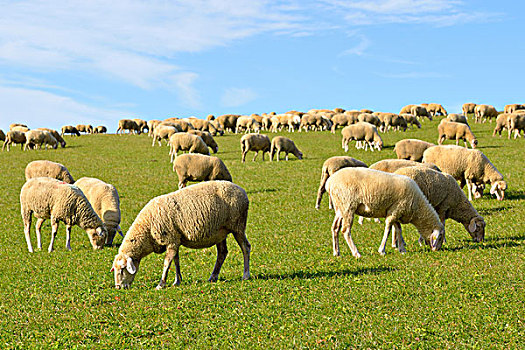 家羊,绵羊,草地,巴登符腾堡,德国,欧洲
