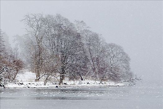 树,水,瑞典
