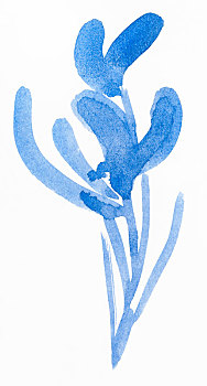 蓝色,素描,兰花