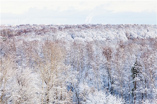 雪,树,树林,冬天