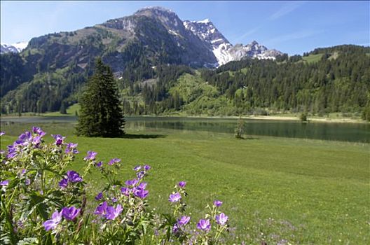 瑞士,湖,山峦,背影