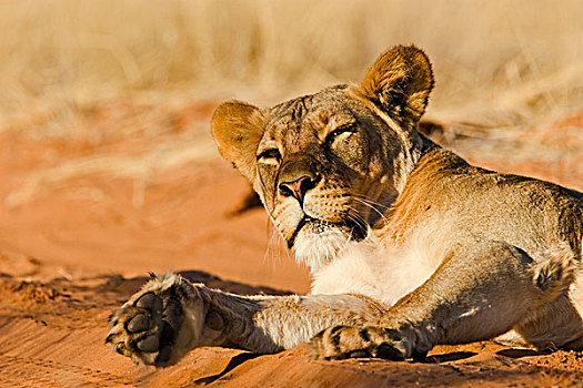 非洲狮,狮子,女性,醒,卡拉哈迪大羚羊国家公园,博茨瓦纳
