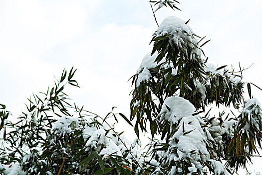 雪景