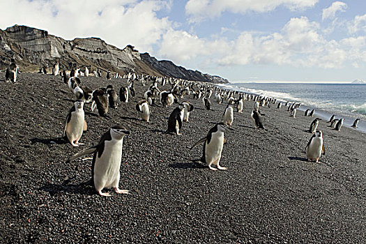 帽带企鹅,南极企鹅,欺骗岛,南极