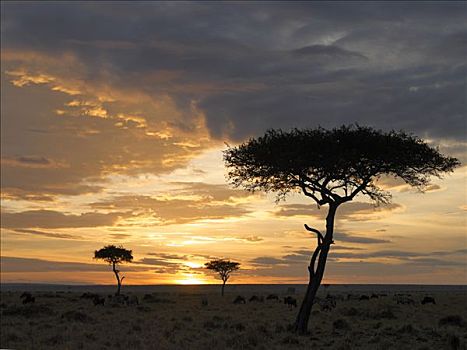树,剪影,日落,马塞马拉野生动物保护区,肯尼亚