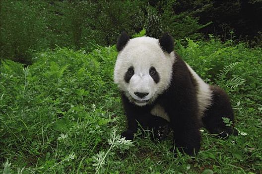 大熊猫,看镜头,卧龙,中国,研究中心,卧龙自然保护区,四川