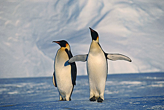 南极,帝企鹅,站立,冬天,大幅,尺寸
