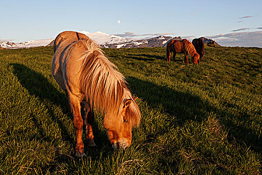 冰岛,马,背影,靠近,斯奈山半岛,欧洲