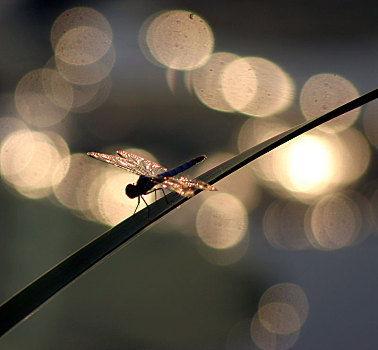 蜻蜓,光晕,荷花,荷塘,荷叶,夏天,阳光