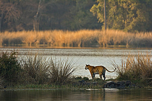 野生,孟加拉虎,虎,水,湖,拉贾斯坦邦,国家公园,印度,亚洲