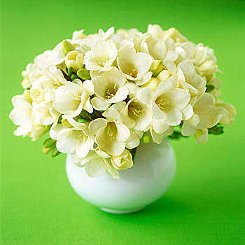 花束,白色,小苍兰属植物,球体,花瓶