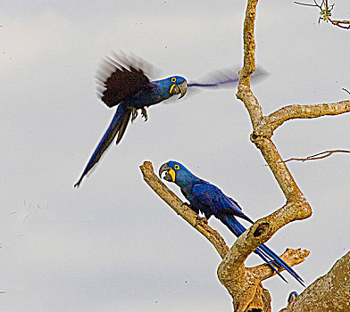 南美,巴西,潘塔纳尔,紫蓝金刚鹦鹉,一对,宽吻鳄,住宿,区域