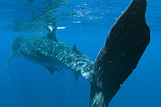 鲸鲨,女人岛,墨西哥