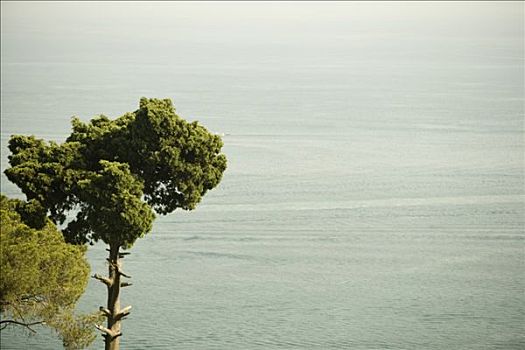 树,海边,阿马尔菲海岸,萨勒诺,坎帕尼亚区,意大利