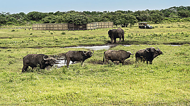 水牛,湿地,公园,野生动植物园,南非