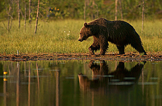 褐色,熊,边缘,芬兰,欧洲