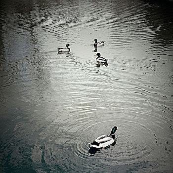 鸭子,水塘